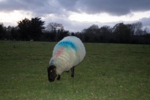 Colorful Sheep